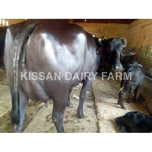 Cattle High Milking Murrah Buffalo