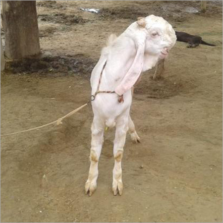 Jamunapari Live Goat Hanssa