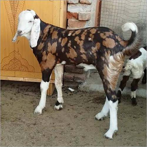 Ajmeri Live Goat