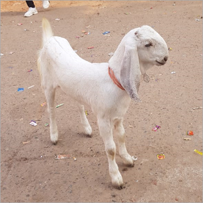 Jamunapari Live Goat Chambal