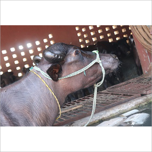 Pure Murrah Buffalo - 500-700kg Weight, 130-150cm Height, Black Color | Adaptable, Disease Resistant, High Milk Yield, Superior Genetics, Docile Temperament