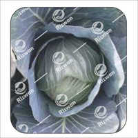 Cabbage F1 Dolphin
