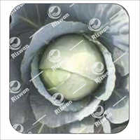 Cabbage F1-RSC-2410 (Megna)