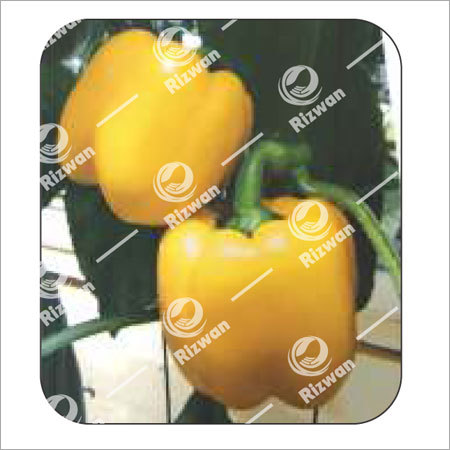 लाइट ग्रीन कैप्सिकम F1 आयशा