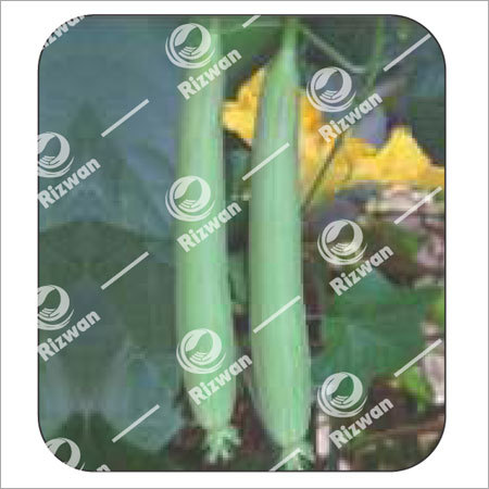 व्हिटिश ग्रीन स्पंज ग्राउड F1 हेमा