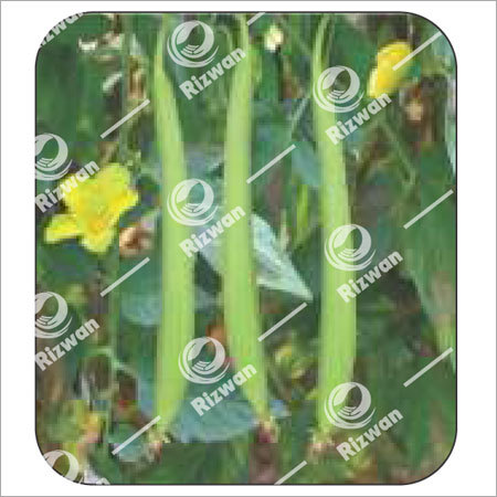 हल्का हरा स्पंज ग्राउड F1 पल्लवी (सफ़ेद बीज)