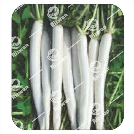 मूली F1 - व्हाइट क्रॉस ग्रेड: भोजन