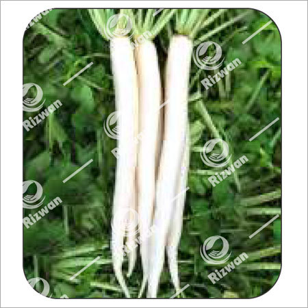 सफेद मूली F1- हिम क्रॉस (इम्प)