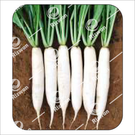 सफेद मूली F1 -स्पीड -33 (पालक पत्ता)