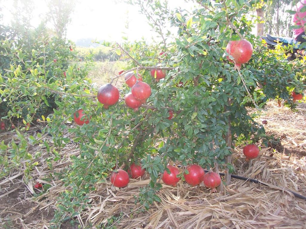 Red Fresh Pomegranate