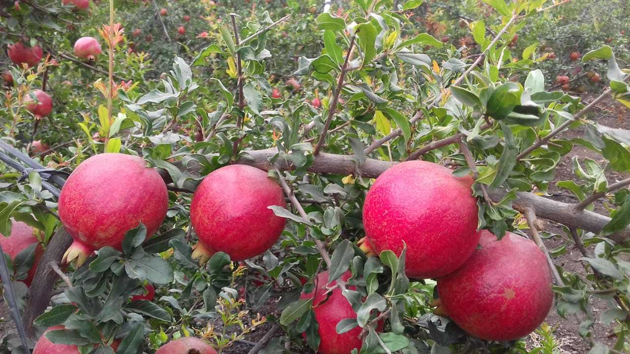 Red Fresh Pomegranate