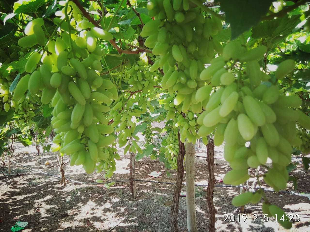 Green Grapes