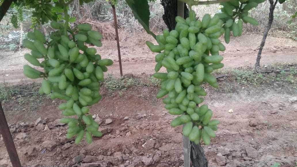 Green Grapes