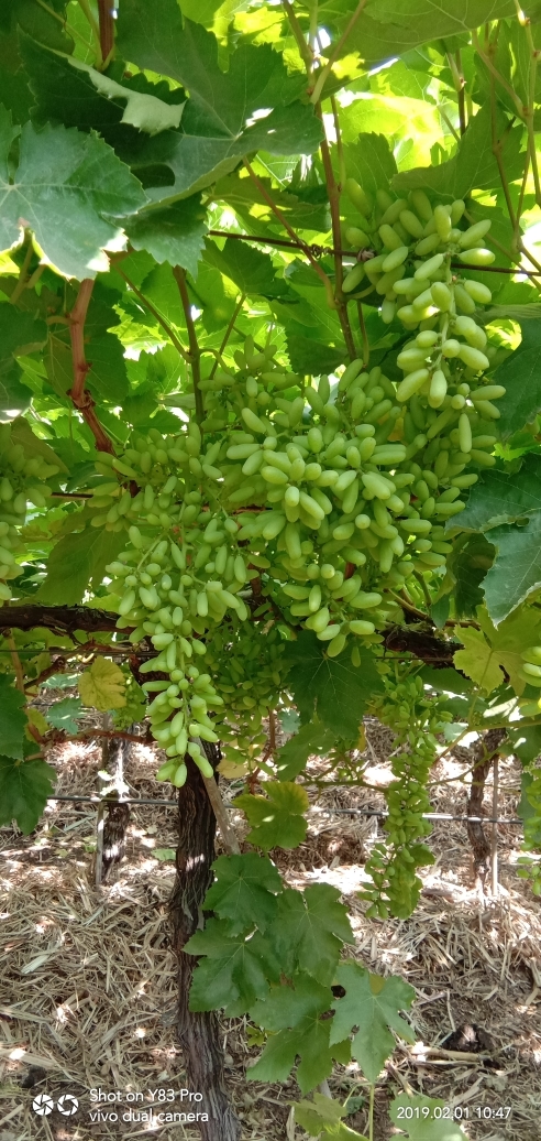 Green Grapes