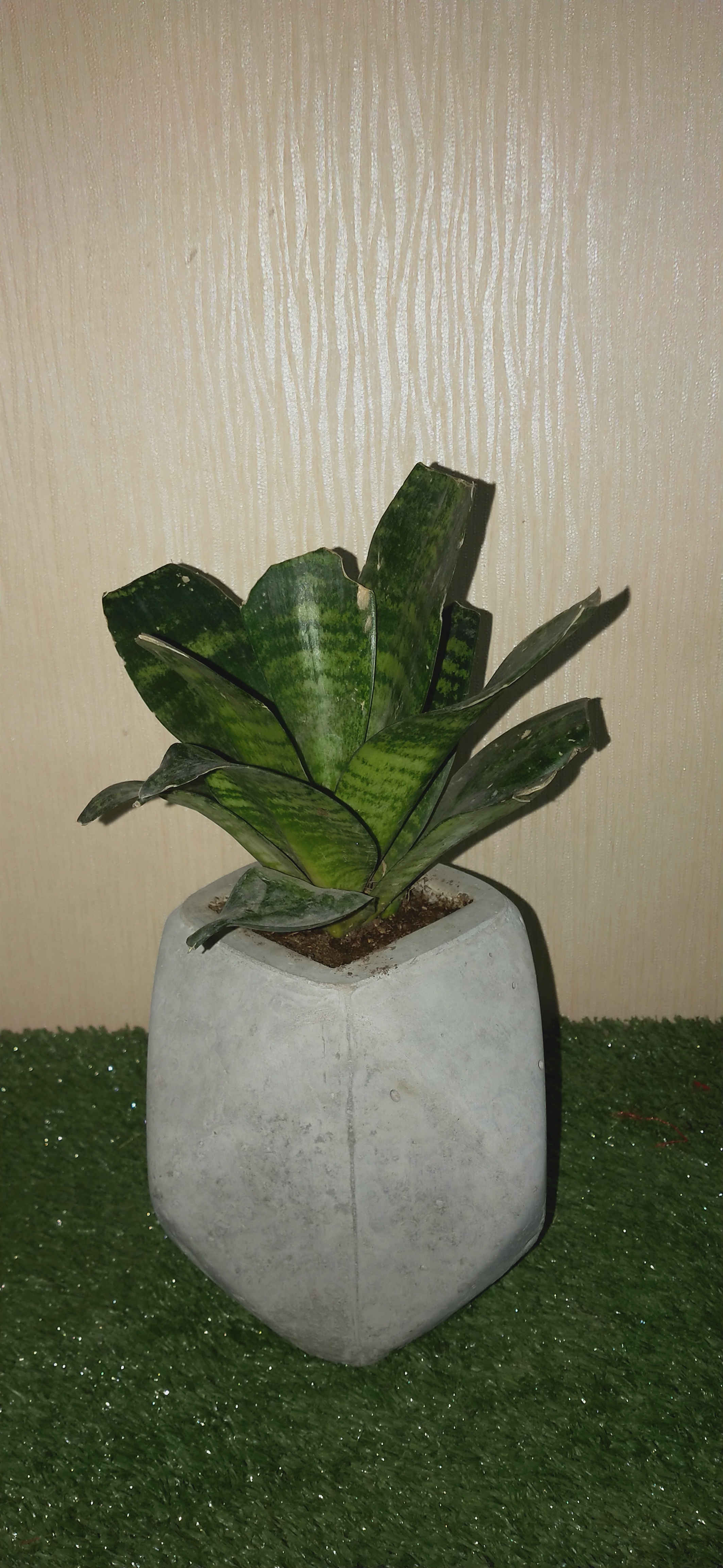 Indoor Plants - Unique Design, Natural Material | Perfect For Home Dã©cor And Indoor Air Quality Enhancement