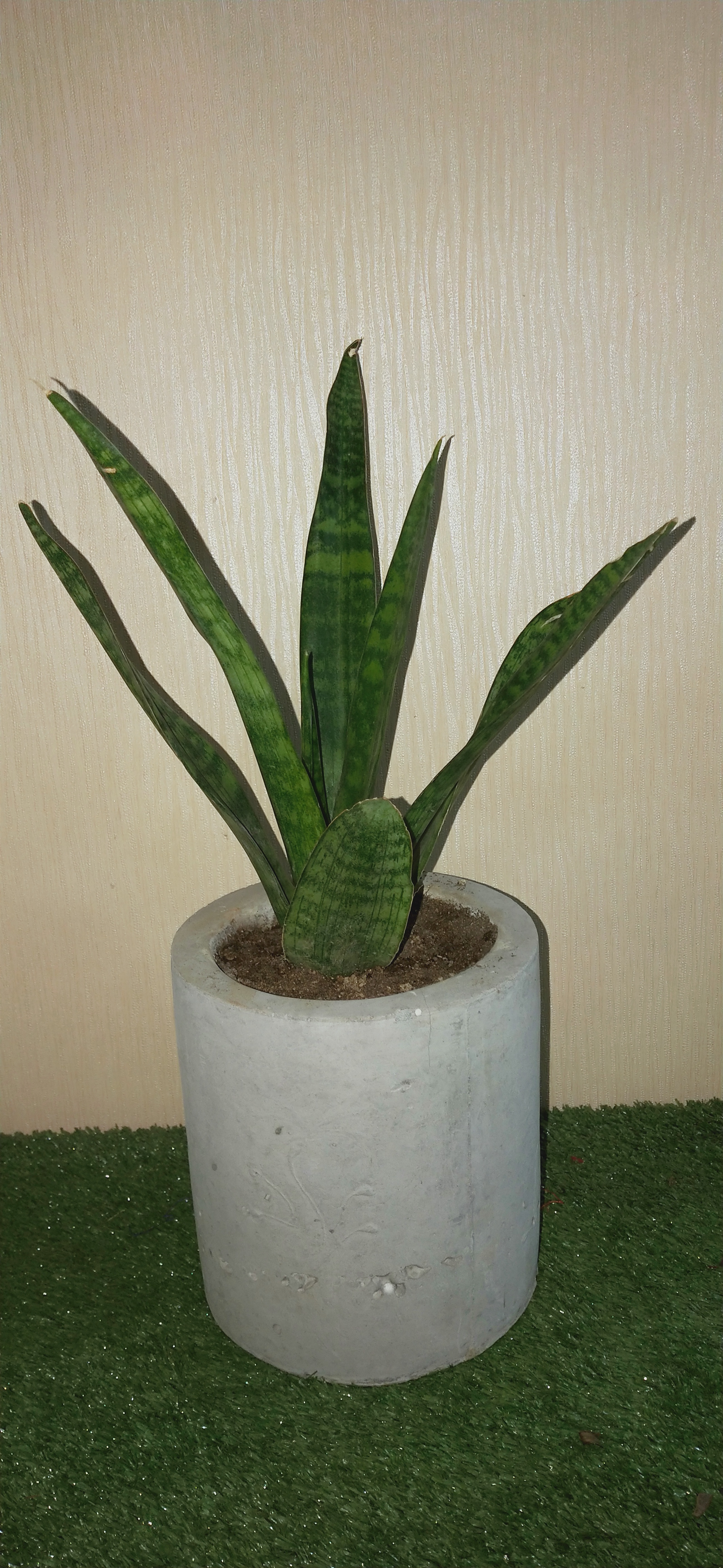 Indoor Plants - Unique Design, Natural Material | Perfect For Home Dã©cor And Indoor Air Quality Enhancement