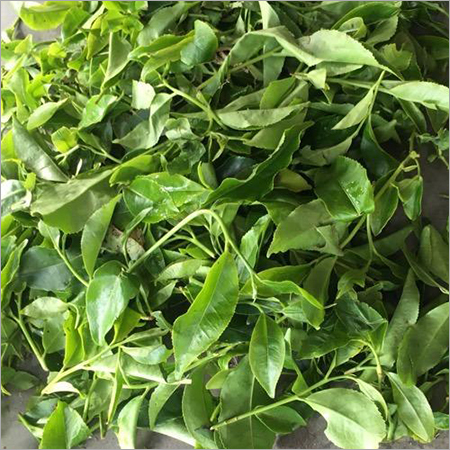 काली चाय की पत्तियां