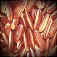 Steamed Brown Rice