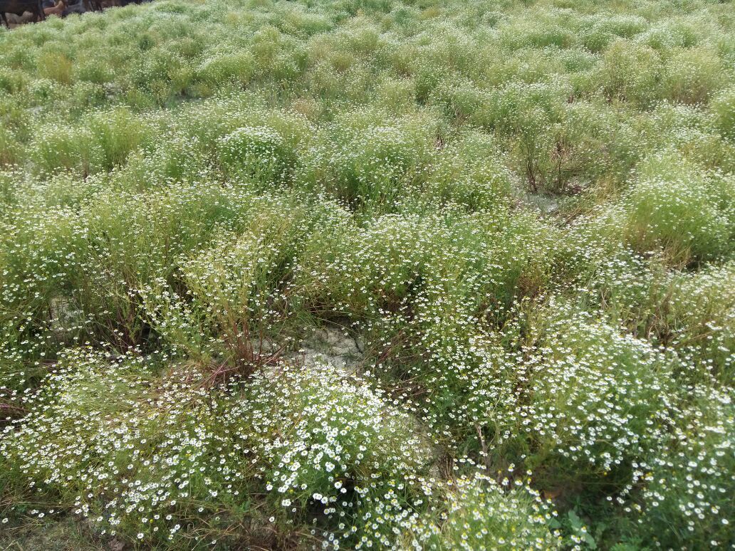 Stevia Plant - Organic High-quality Saplings, 8-10 Feet Height, Green Leaves, Dense Roots, 100% Insect-free