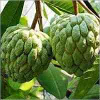 Fresh Custard Apple