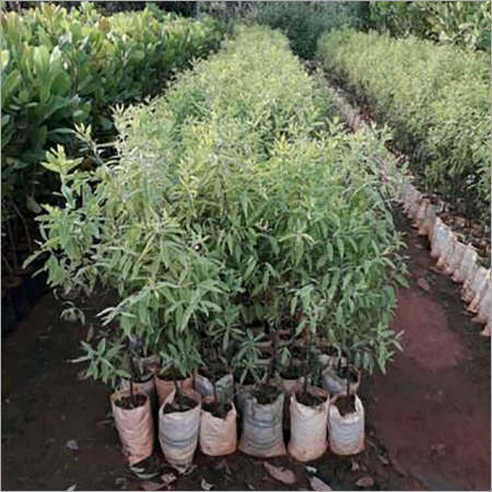 सफेद चप्पल पौधे 3 फीट