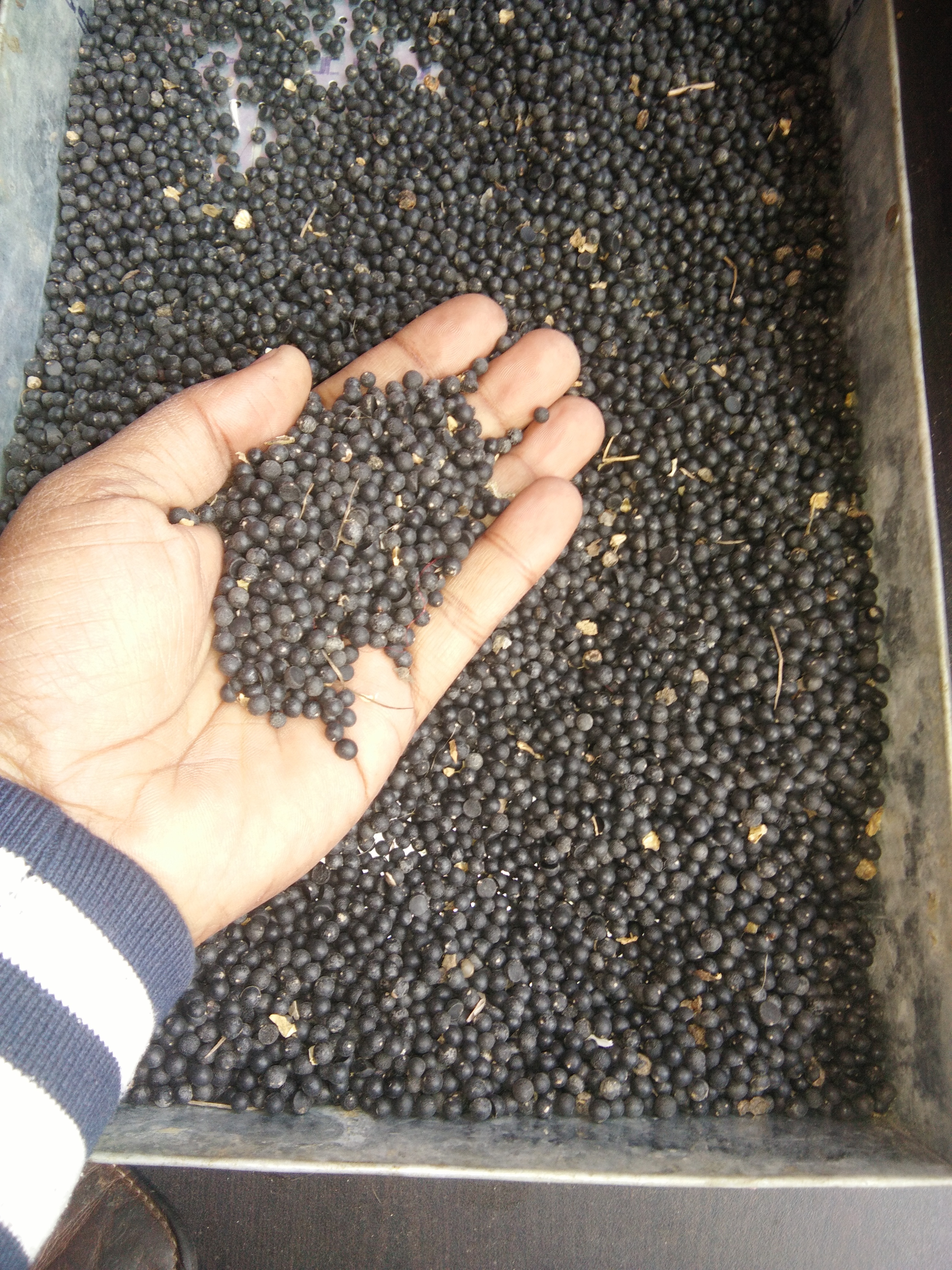 Yellow Shatavari Seed