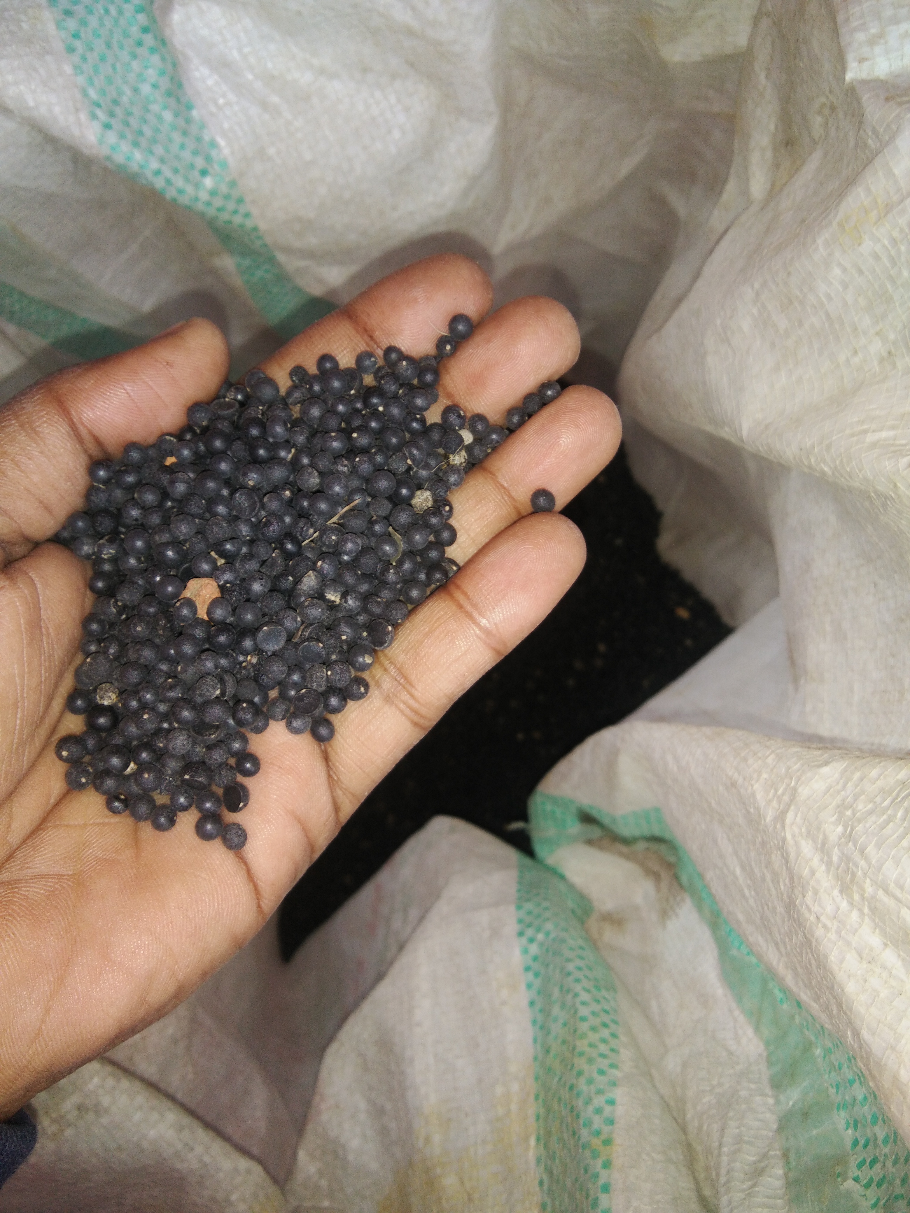 Yellow Shatavari Seed