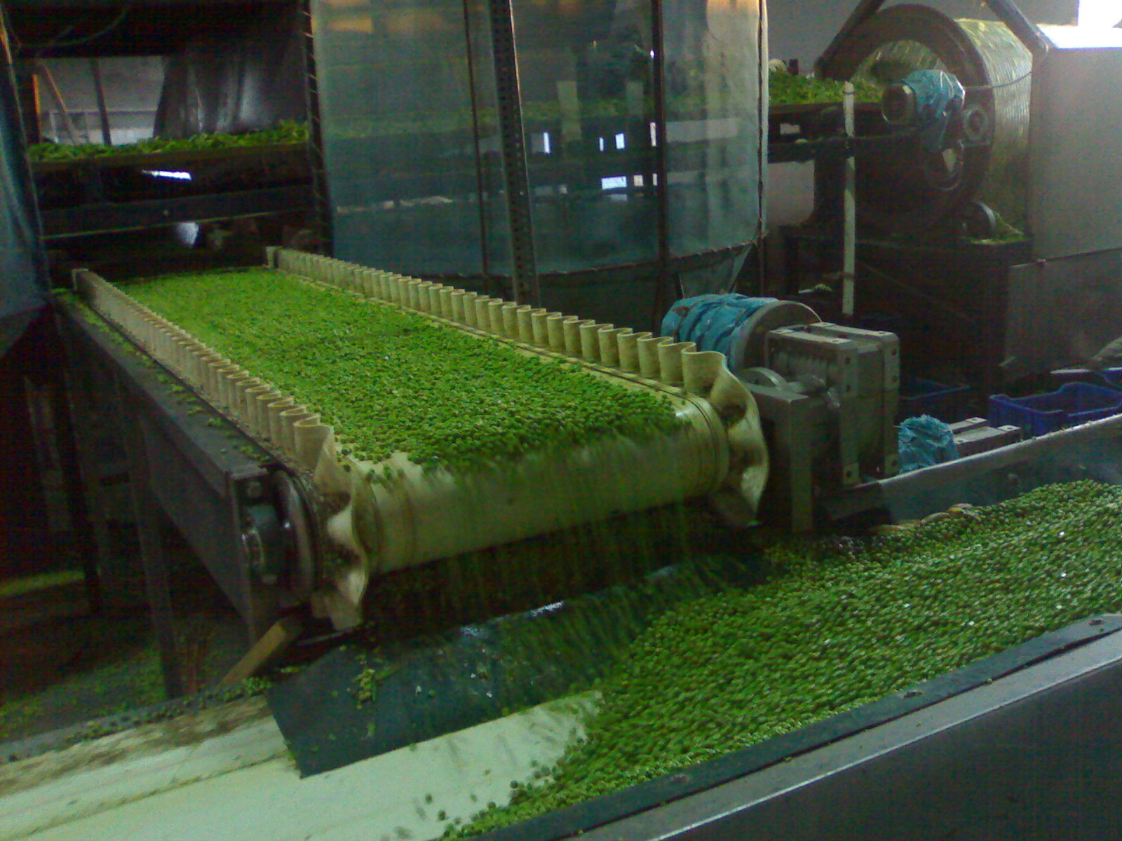 Frozen Vegetable Processing Line Capacity: 1000 Kg/hr