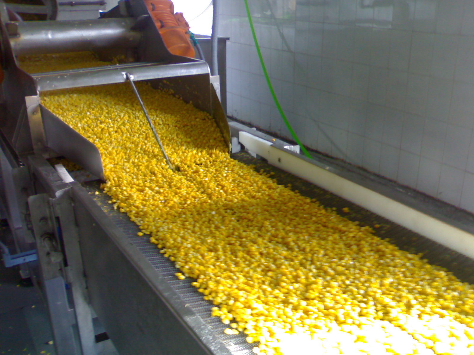 Frozen Vegetable Processing Line Capacity: 1000 Kg/hr