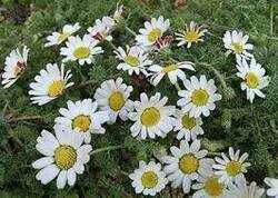 Akarkara Plant - 1 Feet, Green Leaves | Breed: Akarkara, Variety: Other, Stem Length: 33 Cm, Shelf Life: 3 Months