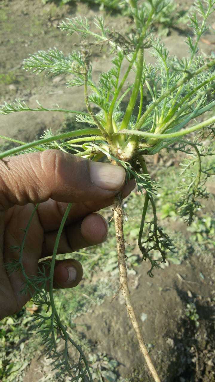 Akarkara Plant - 1 Feet, Green Leaves | Breed: Akarkara, Variety: Other, Stem Length: 33 Cm, Shelf Life: 3 Months