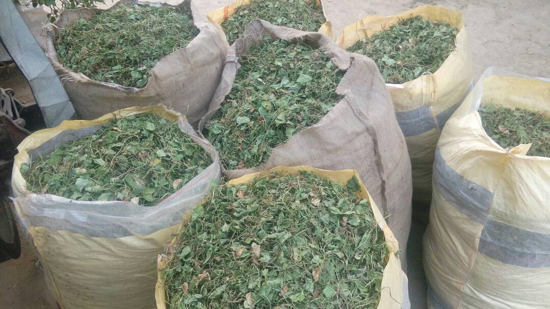 Stevia Leaf