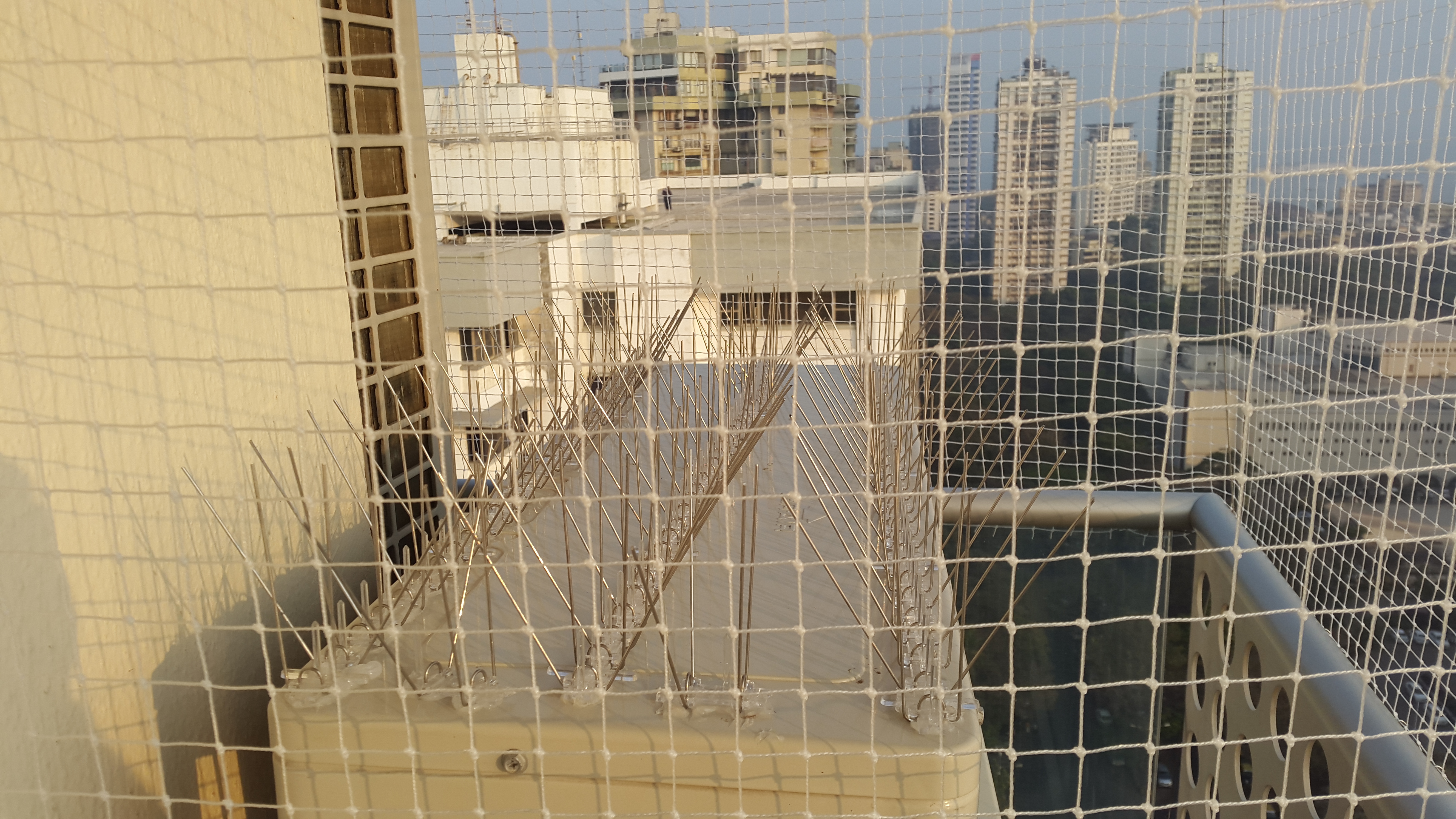 Bird Net