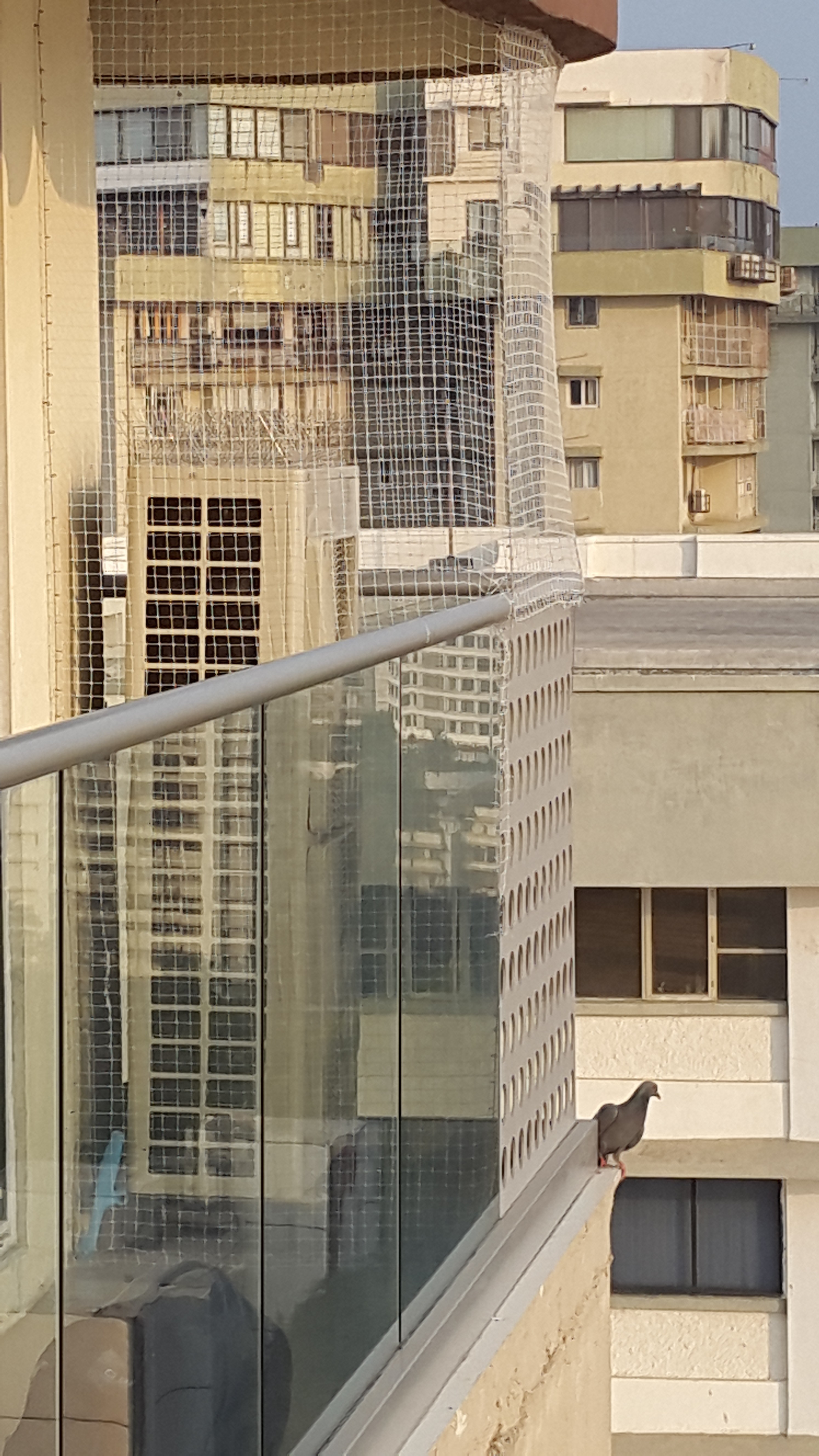 Bird Net