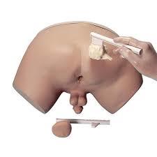 Prostate Examination Model - Color: Flesh-toned