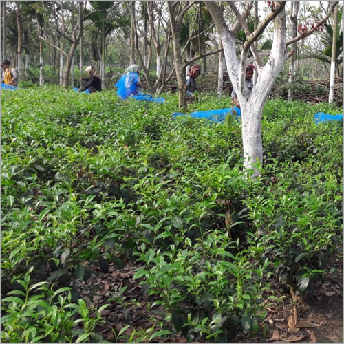 ग्रीन हर्बल टी