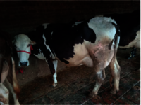 उच्च उपज एचएफ गाय