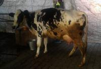 HF Cow with Calf