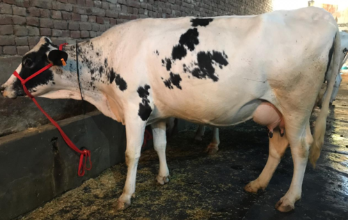 गर्भवती एचएफ गाय