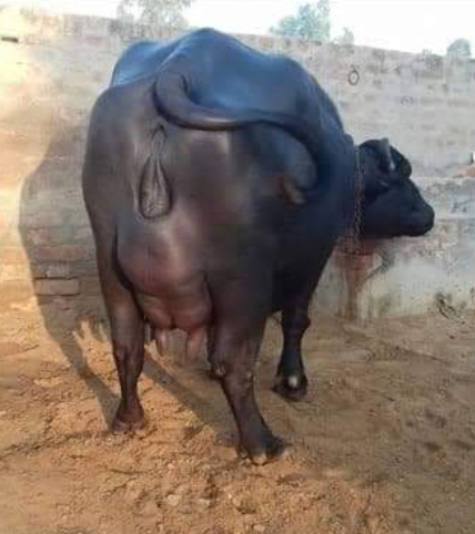 काला मुर्रा भैंस