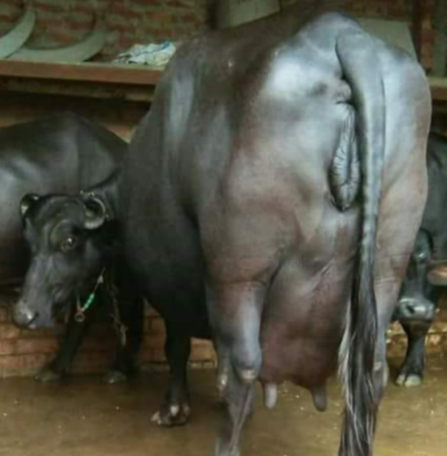 Murrah Buffalo With Calf - Color: Black