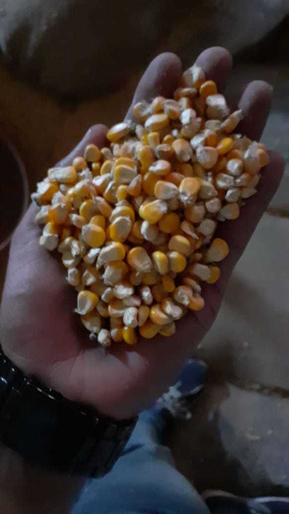 Maize