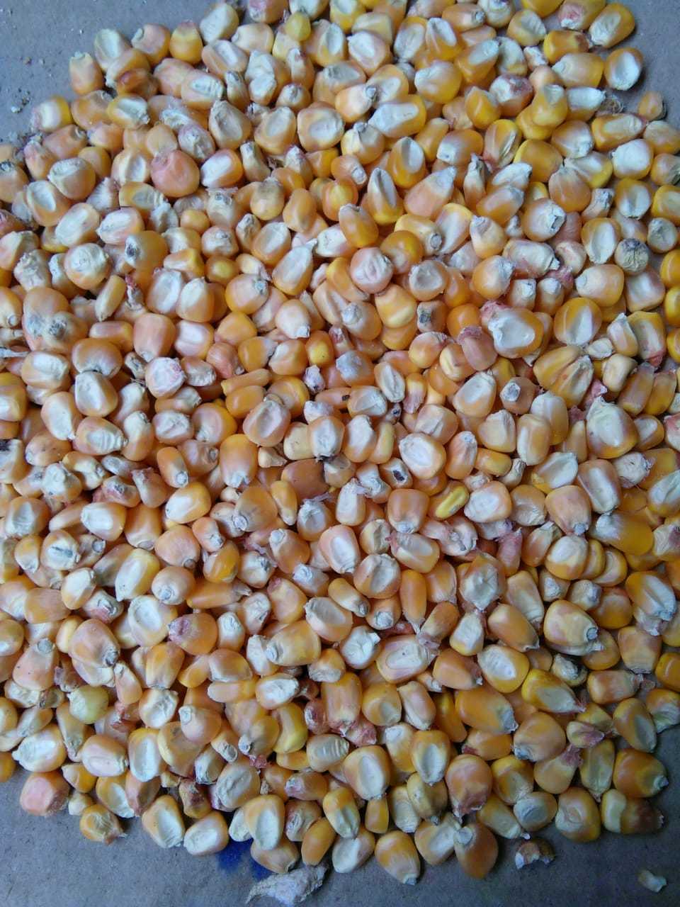 Maize