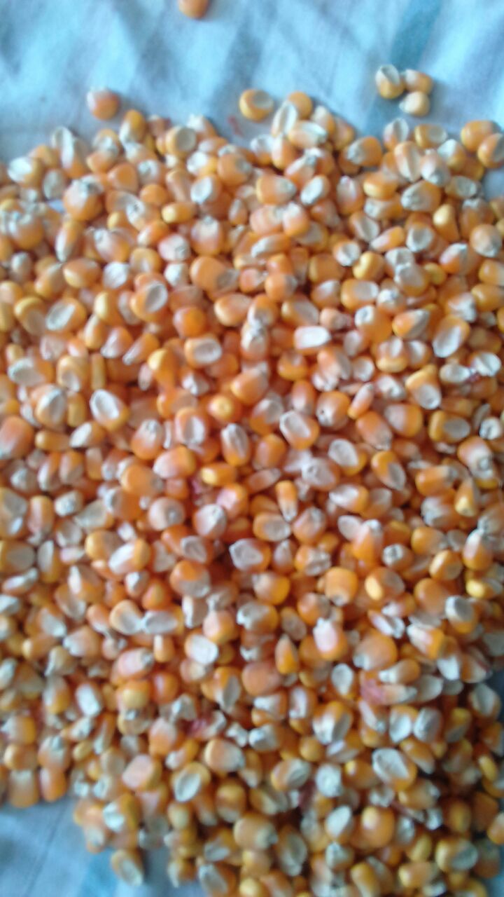 Maize