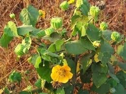 Abutilon Indicum Dry Extract Direction: As Directed By Physician