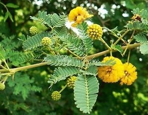 Acacia Arebica Dry Extract Direction: As Directed By Physician