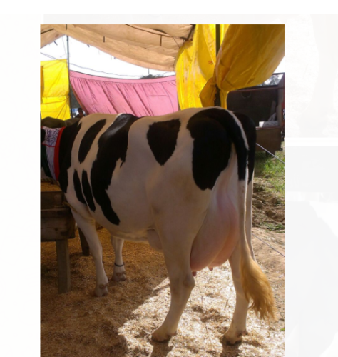 होल्स्टीन फ्रिसियन गाय