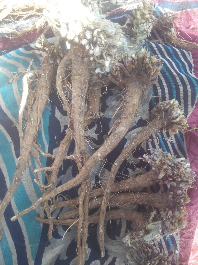 Akarkara Root - Bud Material | Sourced From Reliable Herb Collectors With Quality Packaging