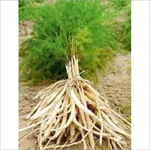 Shatavari Root - Raw Herb, Standardized Quality | Bud Part with Reliable Sourcing and Excellent Packing