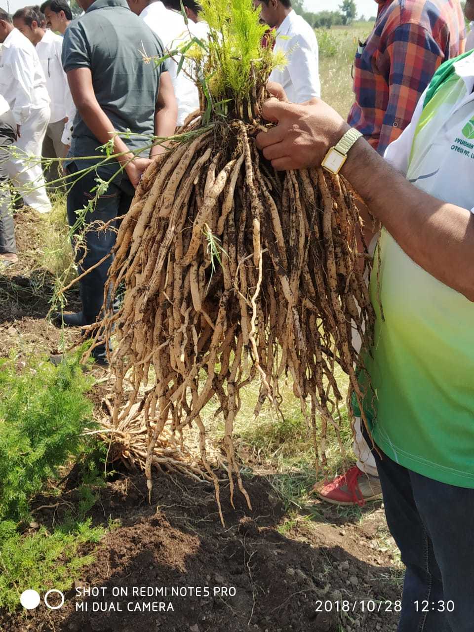 Shatavari Root - Raw Herb, Standardized Quality | Bud Part With Reliable Sourcing And Excellent Packing